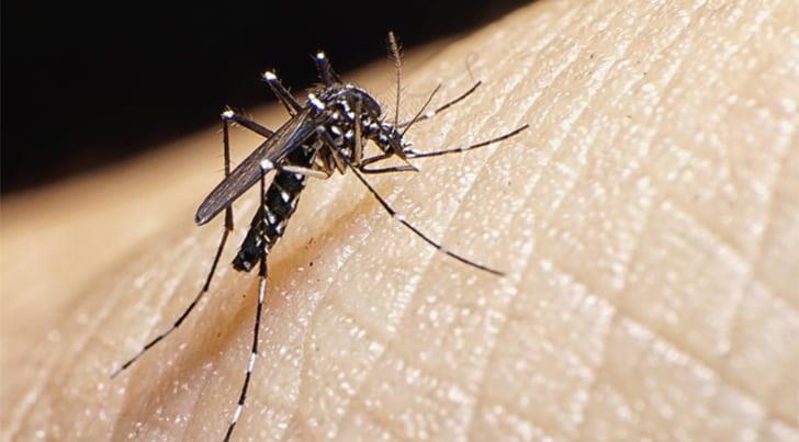 Incrementa el contagio de dengue en Nogales