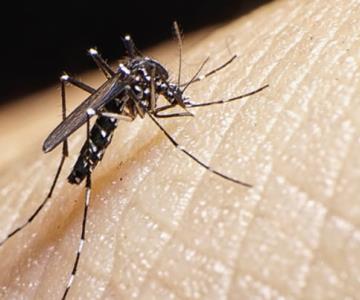 Incrementa el contagio de dengue en Nogales