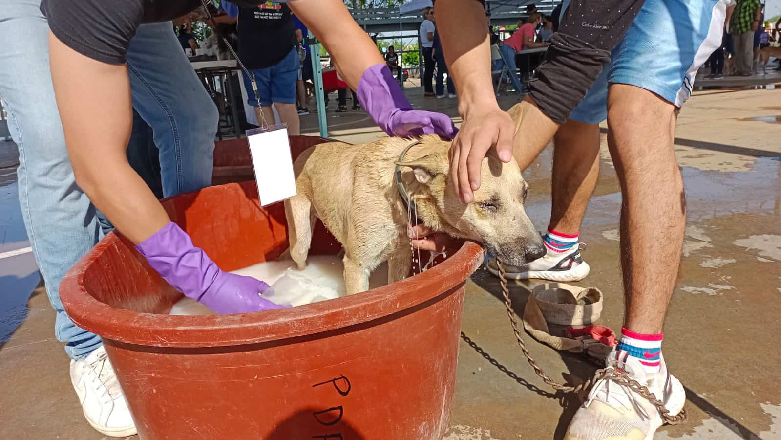 Realizan jornada de bienestar y salud canina en la colonia La Cholla