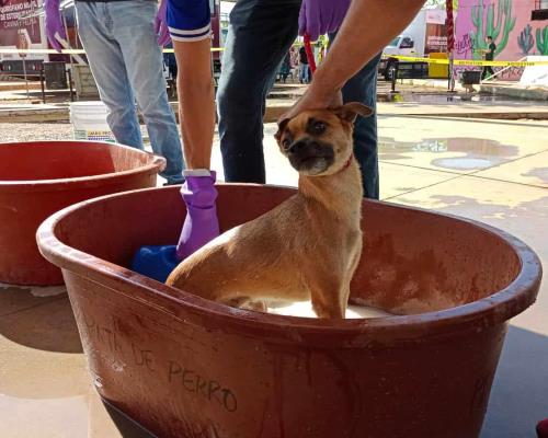 Realizan jornada de bienestar y salud canina en la colonia La Cholla