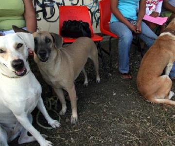 Continúan jornadas caninas en Hermosillo