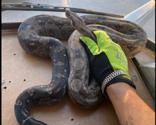 Presencia de serpiente en secundaria genera caos y temor entre los alumnos