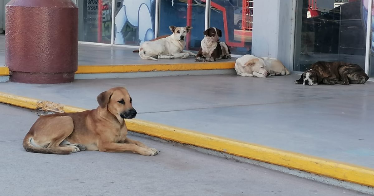 Mordeduras de perros en Hermosillo aumentan un 26% en lo que va del 2023