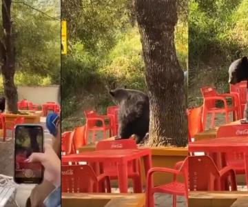 Oso se roba la atención por su baile en la UANL