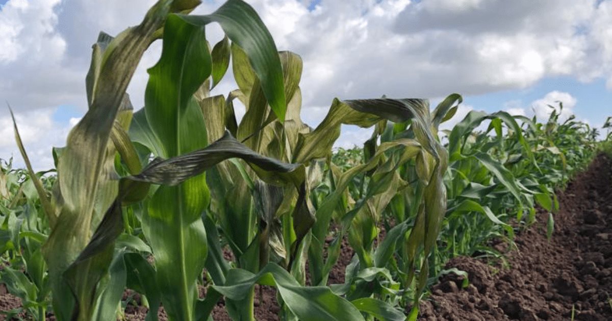 Heladas afectarán los cultivos en el sur de Sonora