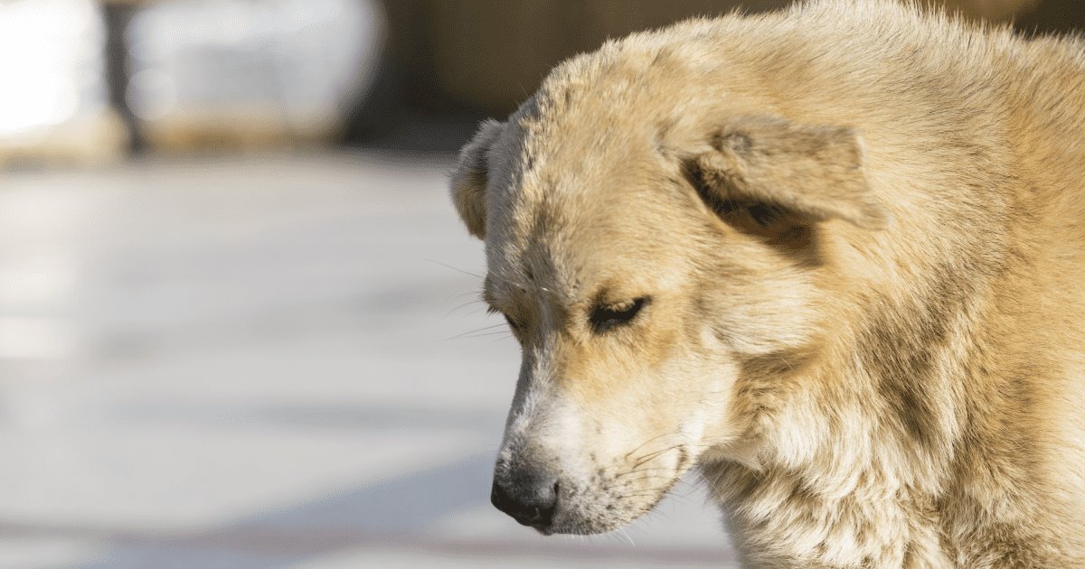 Cómo saber si mi mascota sufre un golpe de calor y cómo prevenirlo