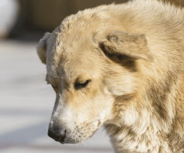 Cómo saber si mi mascota sufre un golpe de calor y cómo prevenirlo