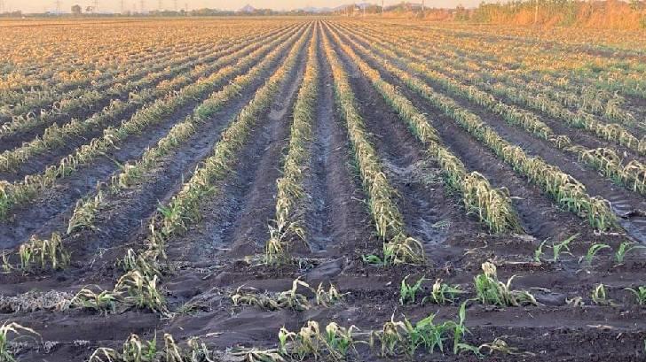 Trabajadores se ausentan de campos agrícolas tras amenaza de redadas