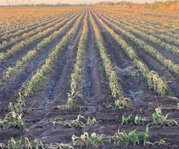 Trabajadores se ausentan de campos agrícolas tras amenaza de redadas