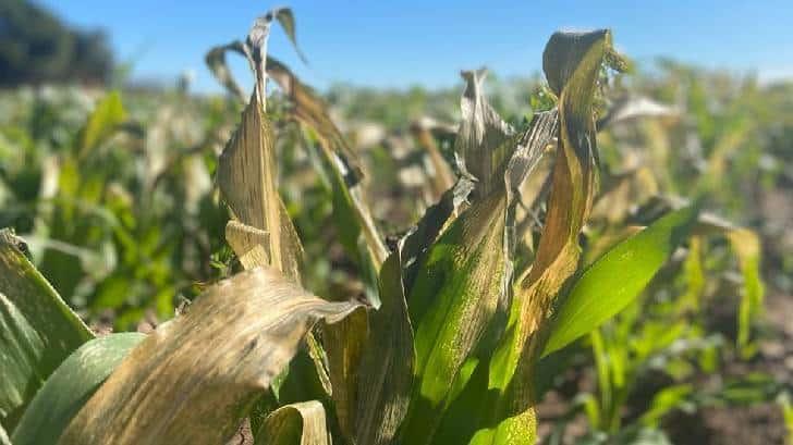 Agricultores de Sonora registran más de 4 mil hectáreas siniestradas