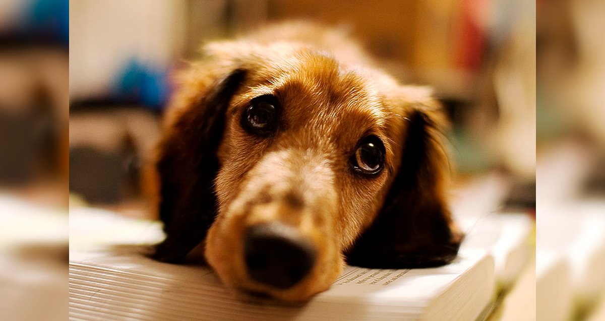 Misión 4 Patas pide conciencia por nuestras mascotas ante calor