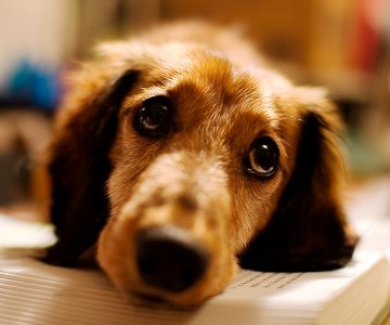 ¡Pon atención a tu mascota! Podría estar atravesando un cuadro de depresión