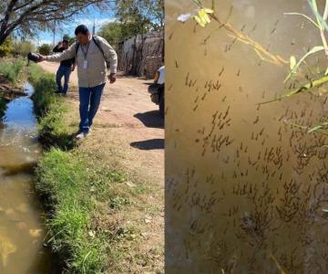 Encienden alarmas por dengue en Huatabampo; eliminan enorme criadero