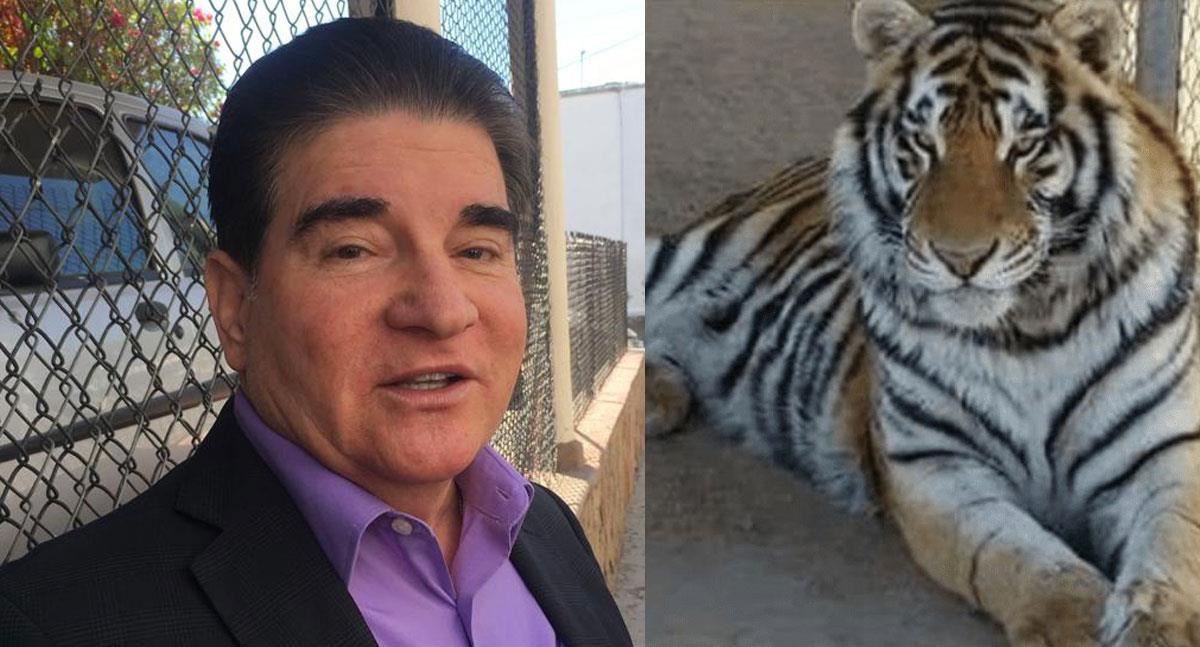 FGR tiene indicios del paradero del tigre sustraído en Hermosillo