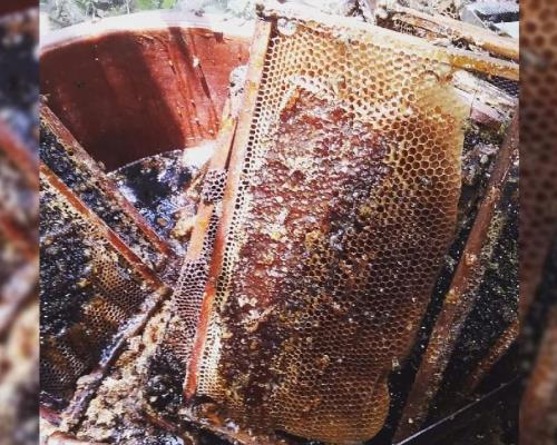La producción de miel en Álamos ha caído hasta en un 70%