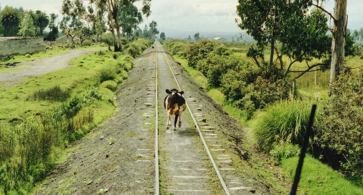 Hombre muere tras ser aplastado por una vaca que cayó del cielo en India