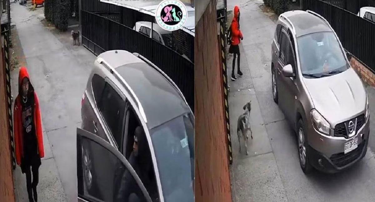 Perro salva a una niña de ser secuestrada en Chile