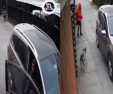 Perro salva a una niña de ser secuestrada en Chile