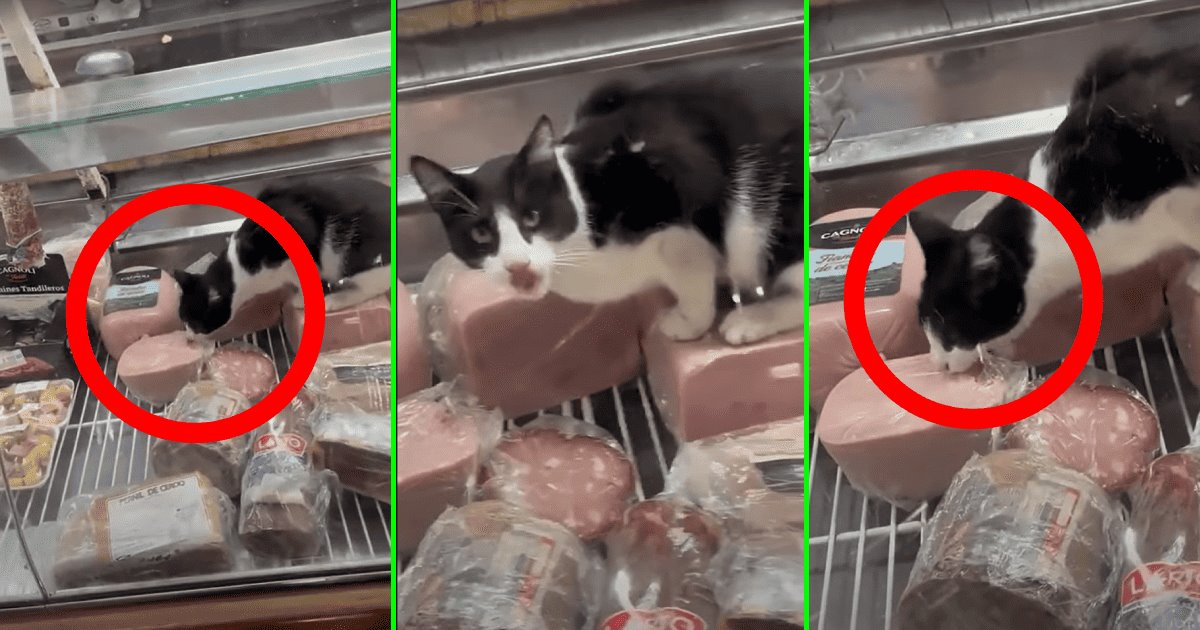 La inocente travesura de un gato provocó la clausura de una salchichonería