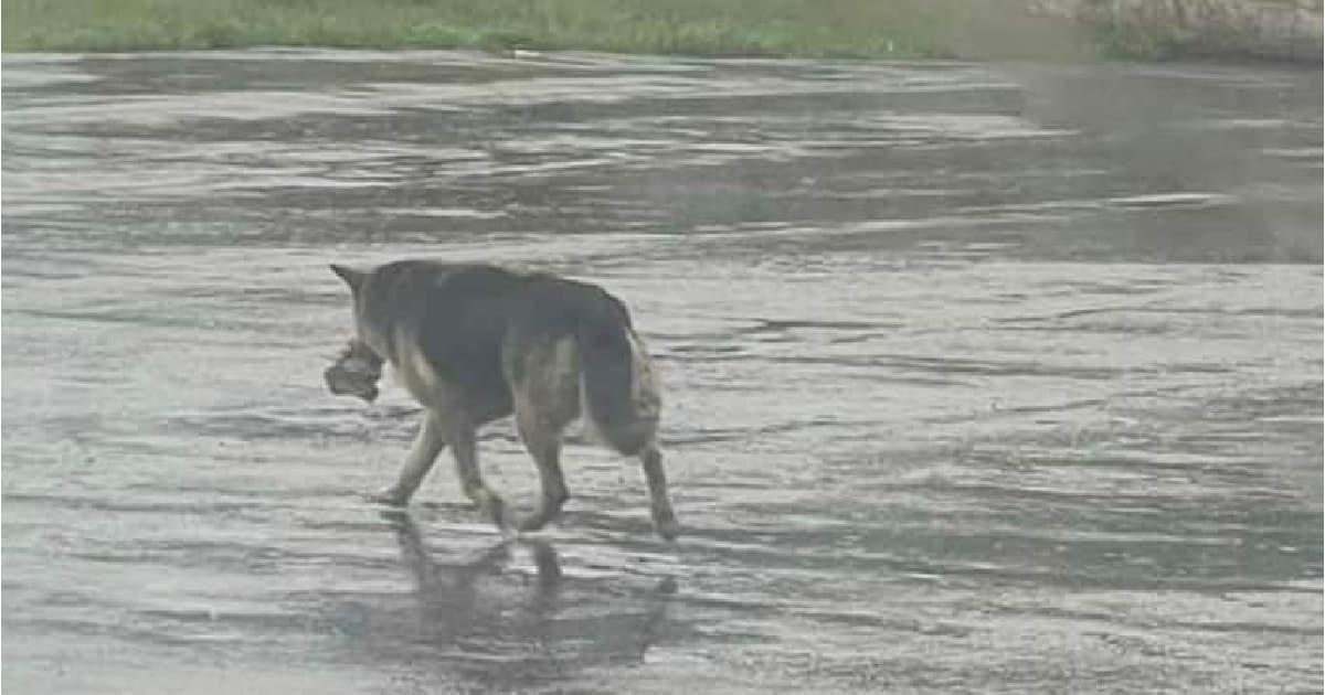 Rescatan a triste perrita junto a un peluche tras muerte de su amo