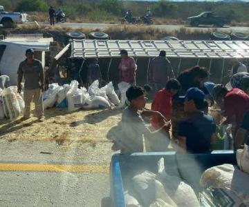 Tráiler cargado de maíz terminó volcado en Mochis-Navojoa; Hubo rapiña