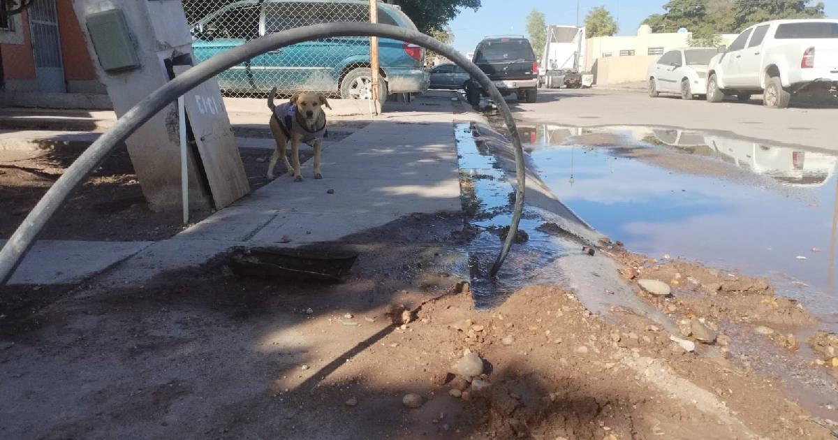 Oomapasn detecta más de 110 tomas clandestinas de agua