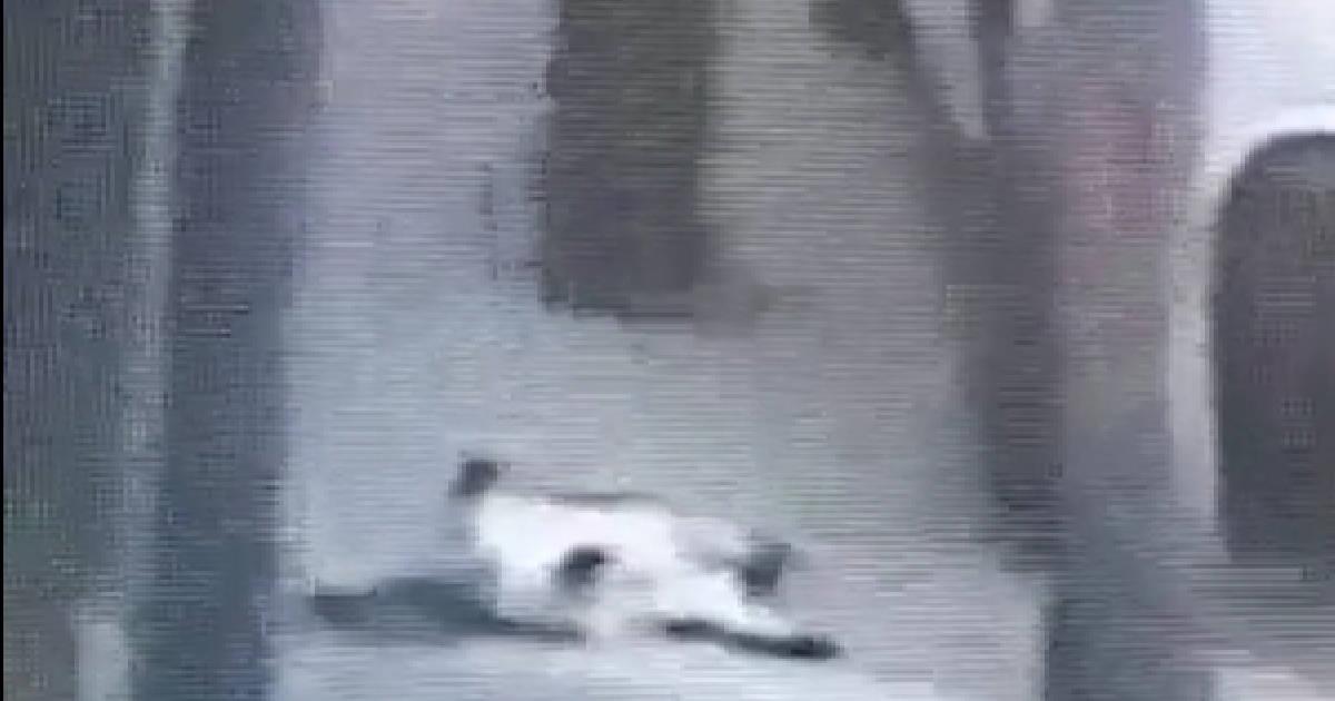 Hombre es captado en video cuando dispara a gato a sangre fría en Edomex