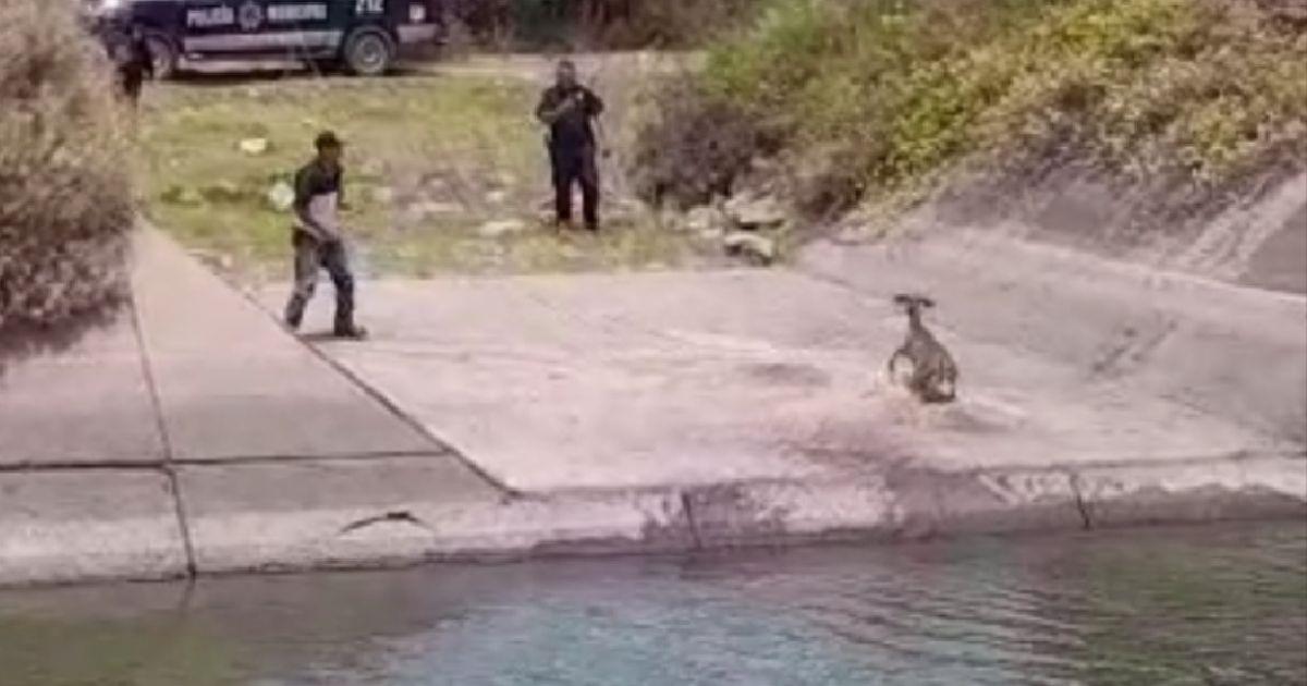 Rescatan venado que se ahogaba en Canal Bajo en el Valle del Yaqui