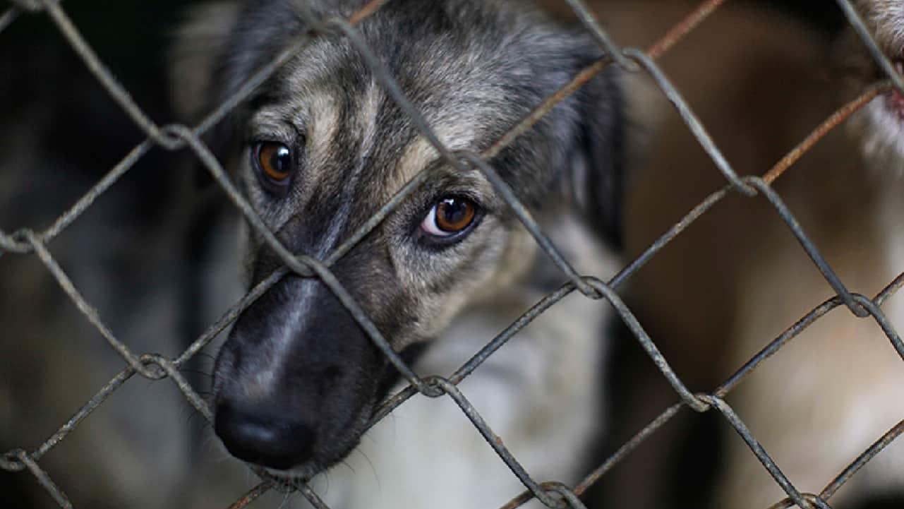 Mascotas encadenadas, mayor reporte de maltrato animal en Hermosillo