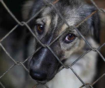 Incrementan casos de maltrato animal en Sonora