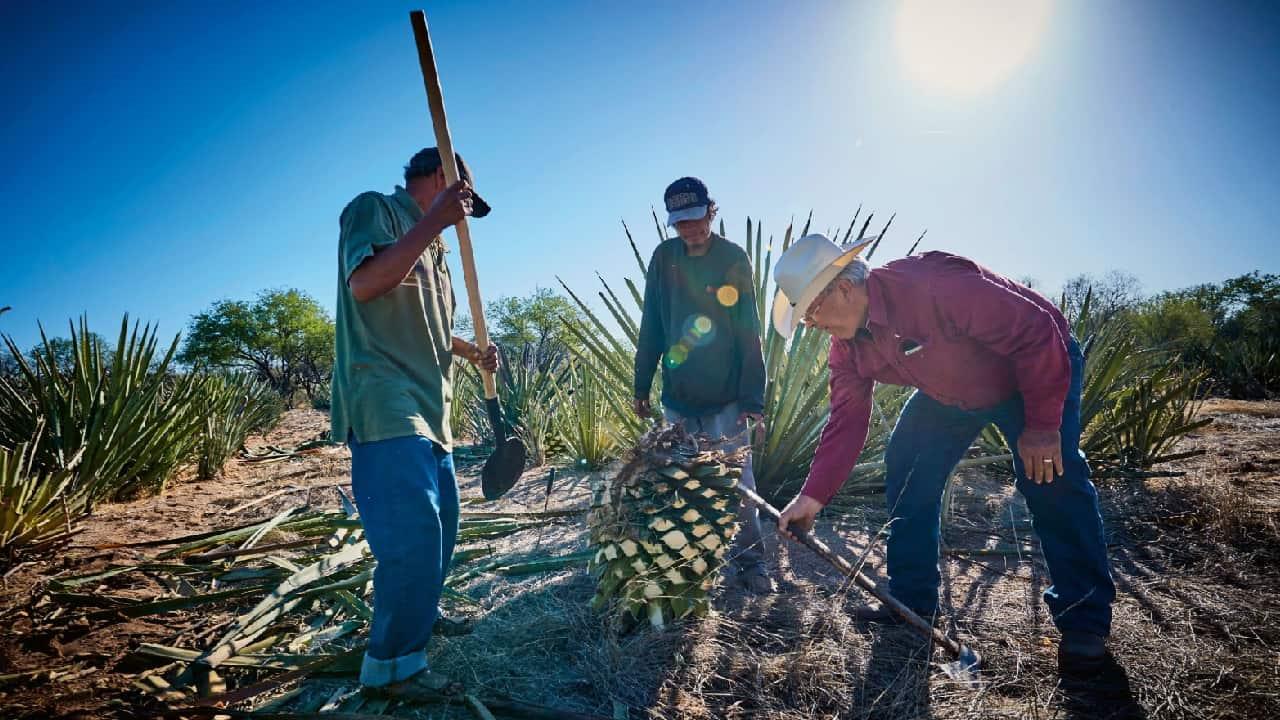 Buscan regulación para comercializar el bacanora en tiendas y restaurantes