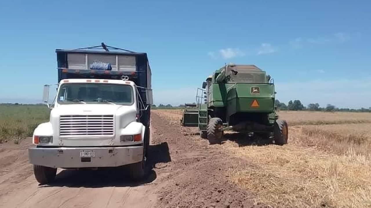 Concluye con buen rendimiento cosecha de trigo en el Valle del Mayo