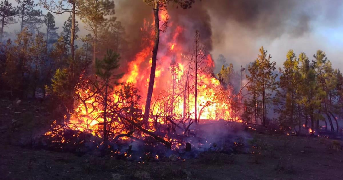 ¿Cómo recuperar las hectáreas afectadas en incendios forestales?