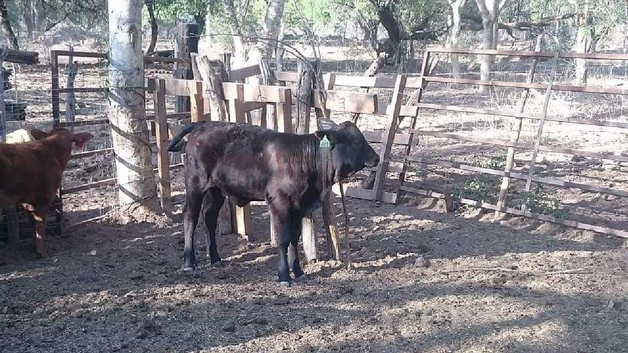 Desabasto de agua afecta a ganaderos de Álamos