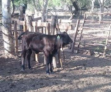 Desabasto de agua afecta a ganaderos de Álamos