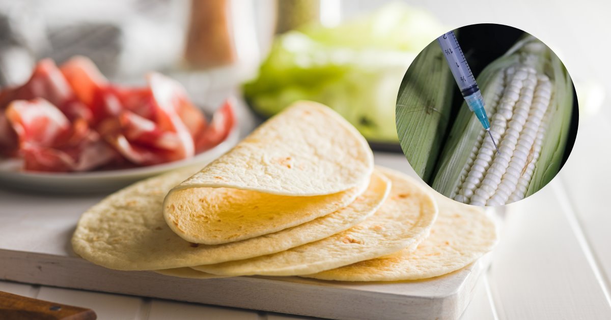 Producción de tortillas en México ya no podrá ser con maíz transgénico