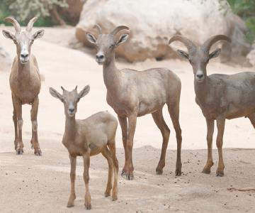 Preservan Centro Ecológico a especies en peligro de extinción