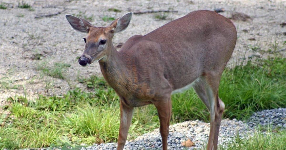 Adolescentes matan a venado cola blanca a pedradas en León, Guanajuato