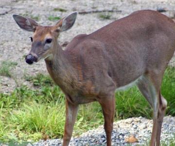 Adolescentes matan a venado cola blanca a pedradas en León, Guanajuato