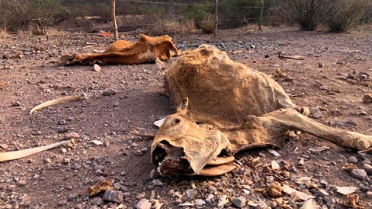 Ganaderos de Cajeme podrían abandonar la actividad ante sequía