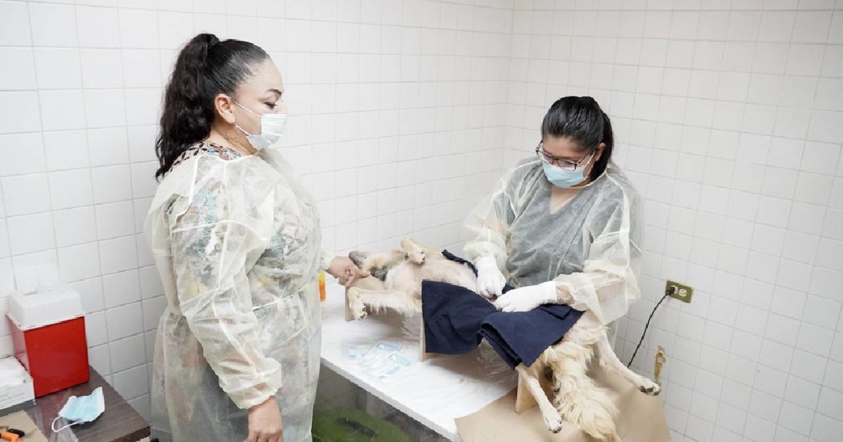 Autoridades reactivan el Centro de Atención Animal en Navojoa