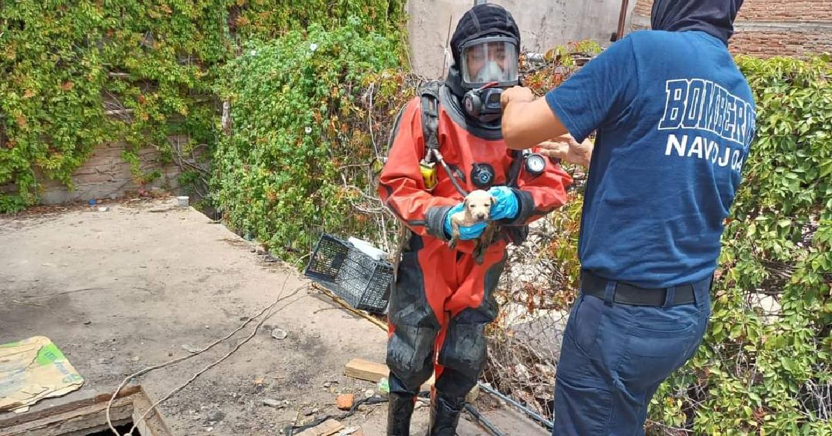 Bomberos rescatan  a cachorro dentro del canal del Dren de Navojoa