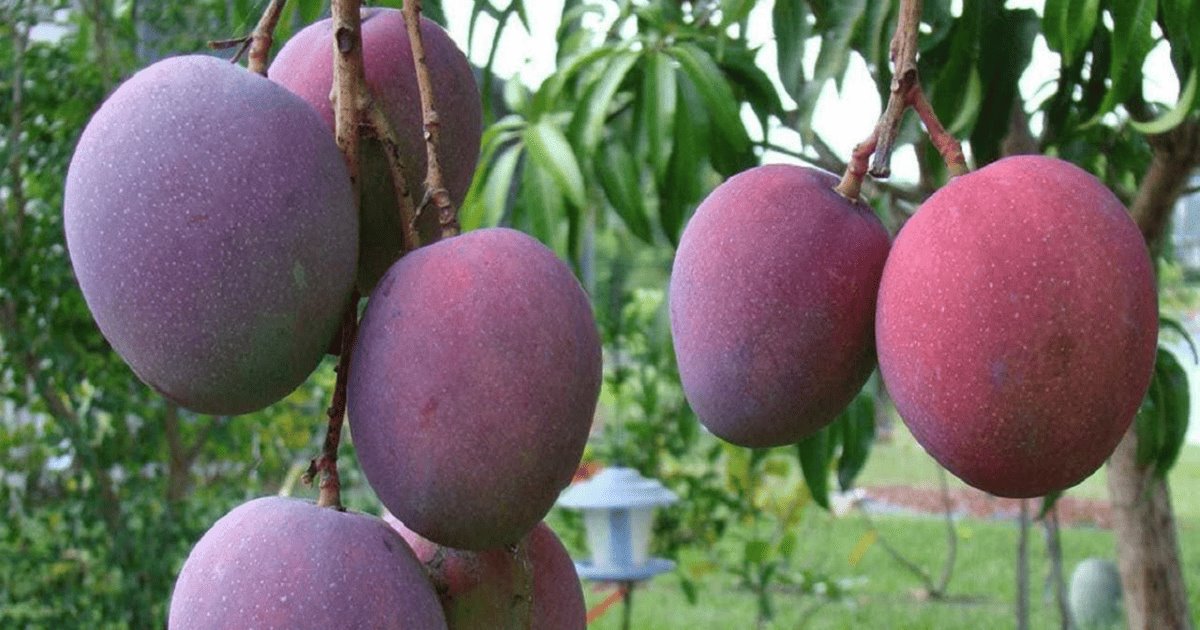 Familia se pelea a machetazos ¡por un árbol de mangos!