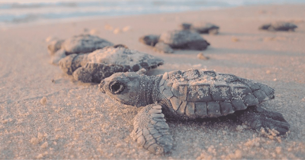 Desove de tortugas en San Carlos: un espectáculo único