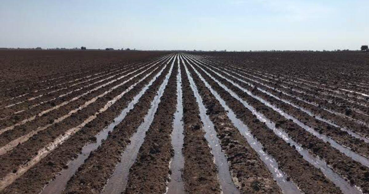 Desperdicio del 50% de agua en riego de cultivos del Valle del Yaqui