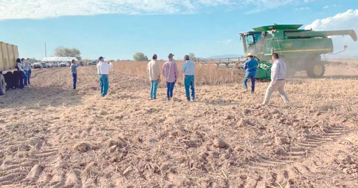 Productores de granos enfrentan precios a la baja