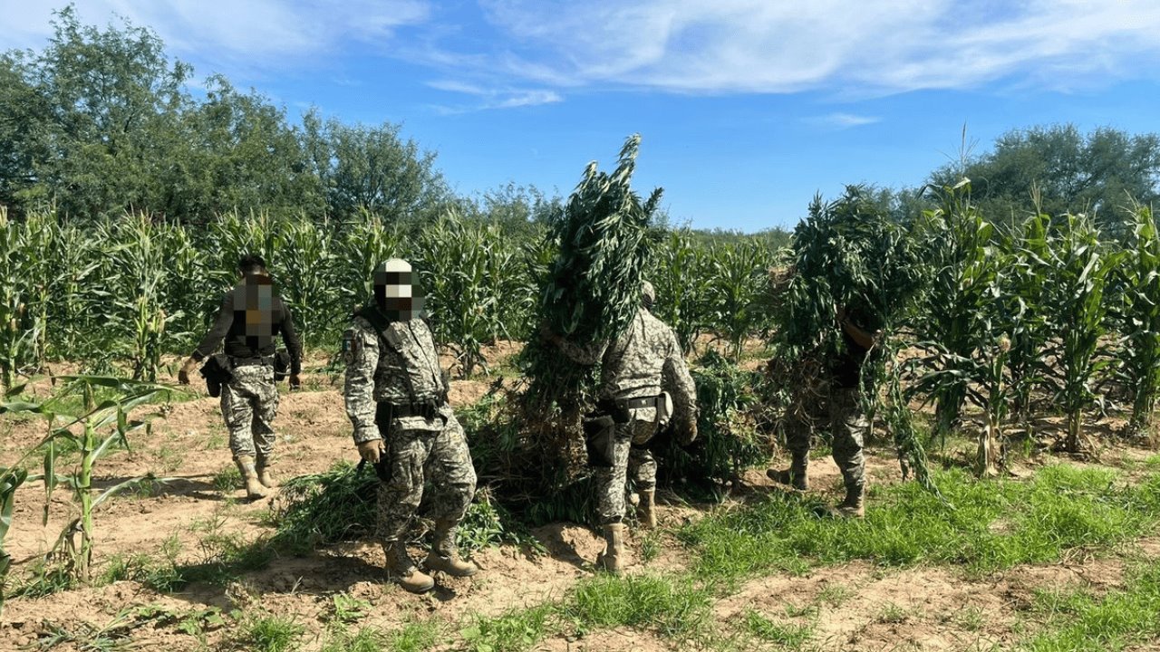 Detienen a cuatro y aseguran plantíos de mariguana en Magdalena de Kino