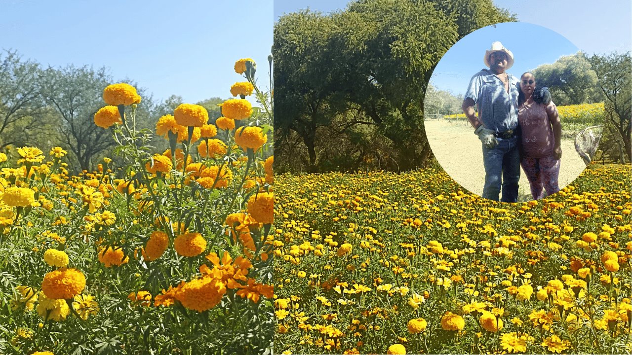 Familia Ochoa Medina ofrece flor de cempasúchil fresca en Ímuris