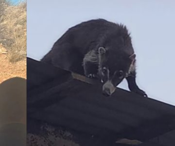 Avistan coatí en jardín de niños en Nogales 