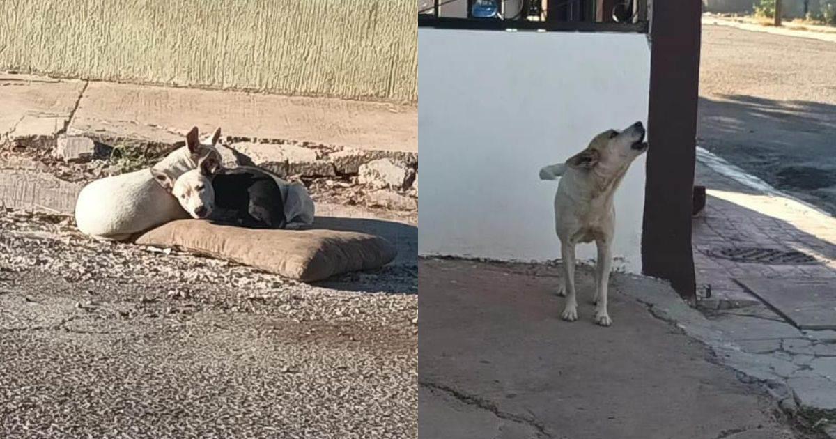 Multarán en Guaymas a personas que no cuiden a sus mascotas